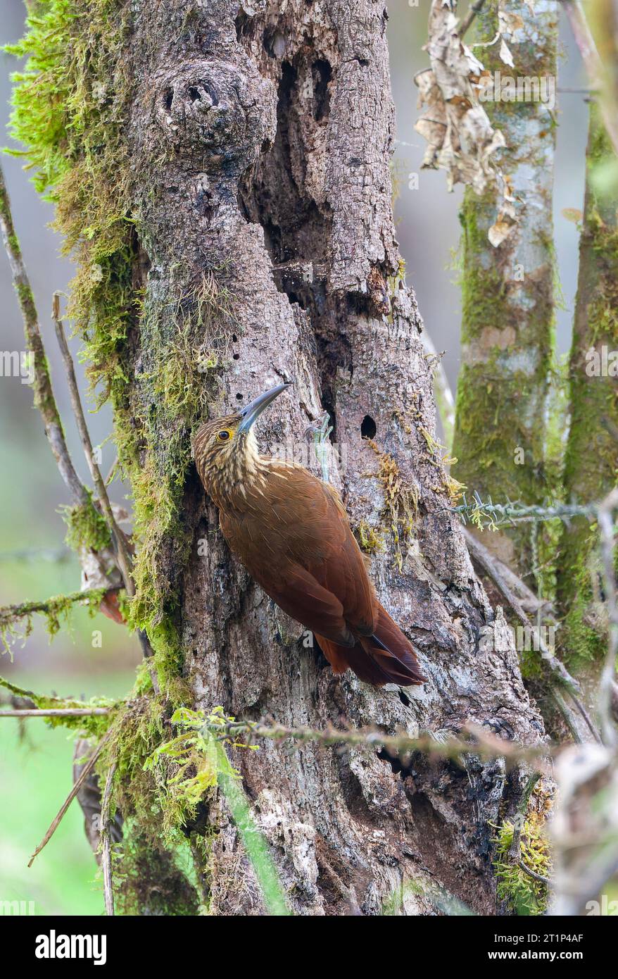 Strong-billed Woodcreeper (Xiphocolaptes promeropirhynchus) in Tandayapa valley, Ecuador. Stock Photo