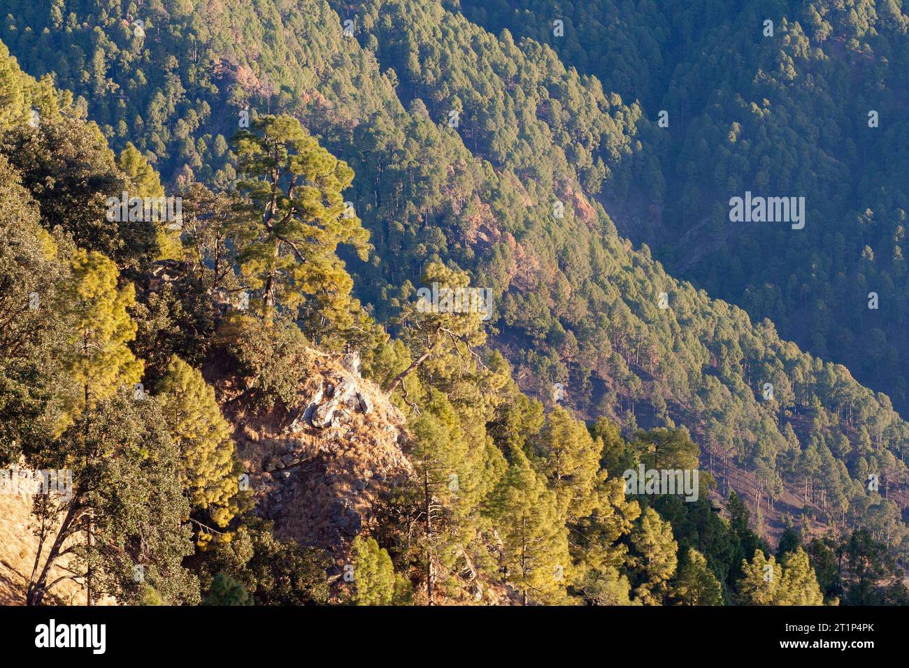 Fauna of himalayas hi-res stock photography and images - Alamy