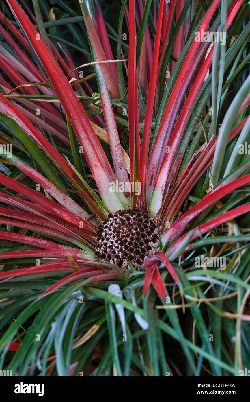 Fascicularia bicolor, Crimson bromeliad, two-coloured crimson bromeliad, spiky grey-green evergreen leaves, rich crimson rosette Stock Photo
