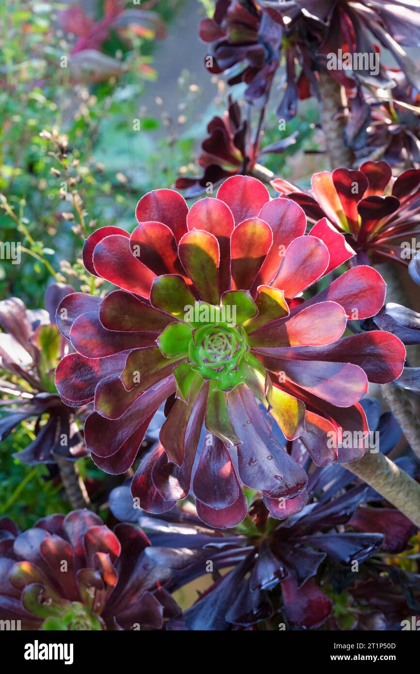 Tree aeonium aeonium arboreum hires stock photography and images Alamy