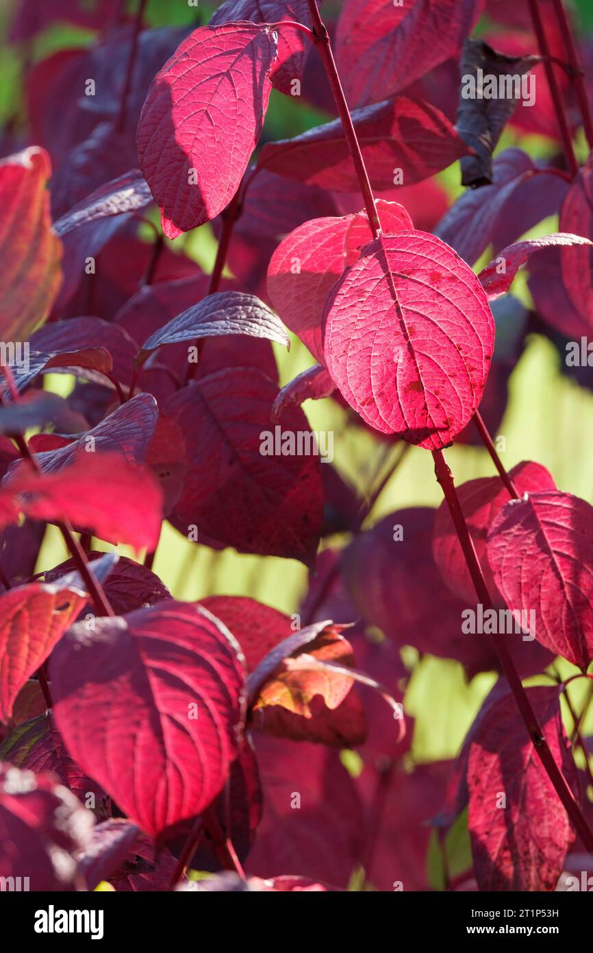 Cornus alba sibirica, Vivid Red Dogwood, red-barked dogwood, red-coloured leaves in late autumn Stock Photo