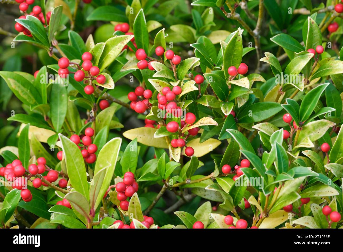 Skimmia japonica Red Princess, Japanese skimmia autumn display of red berries Stock Photo