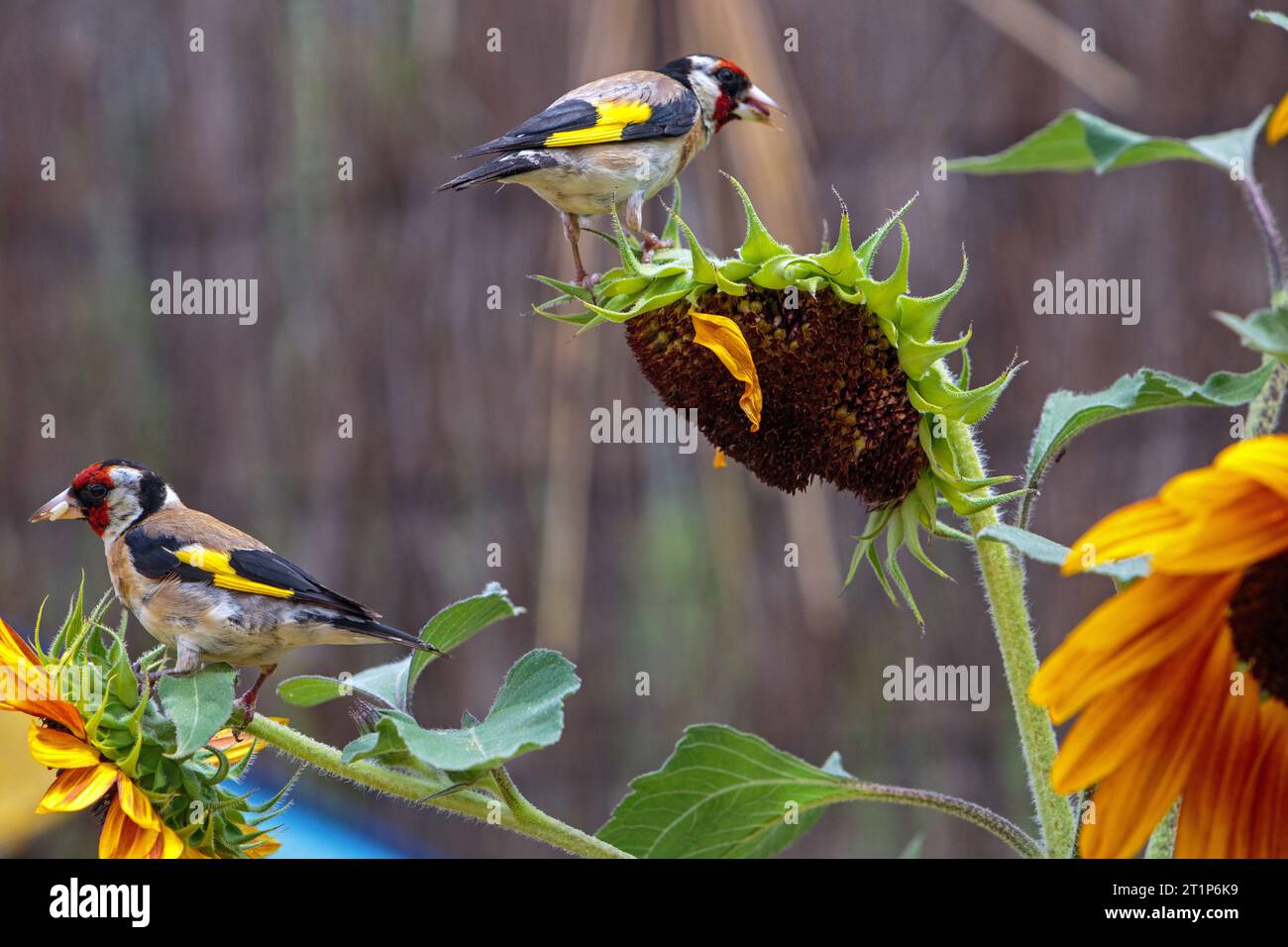 European goldfinches on a non-GMO sunflower in a garden. Colombiers, Occitanie, France Stock Photo