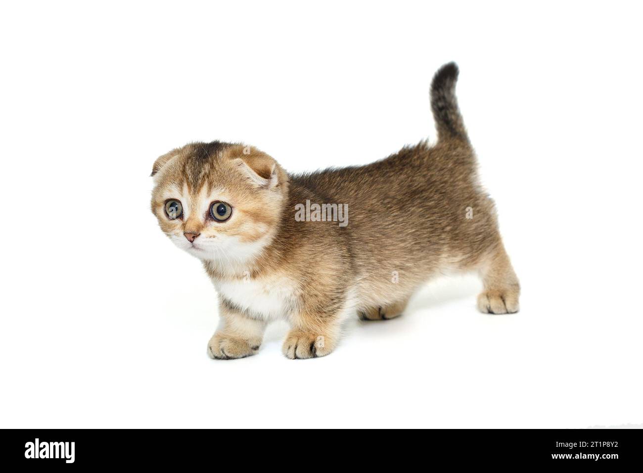 Short-legged, Scottish fold kitten, isolated on a white background ...