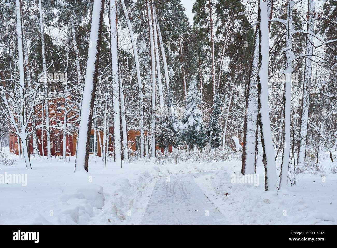 Wood tree intersection in hi-res stock photography and images - Alamy