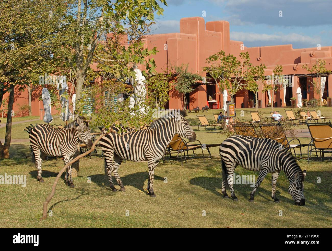 Wild zebras graze on the grasses of the Royal Livingstone Hotel in Livingstone, Zambia Stock Photo