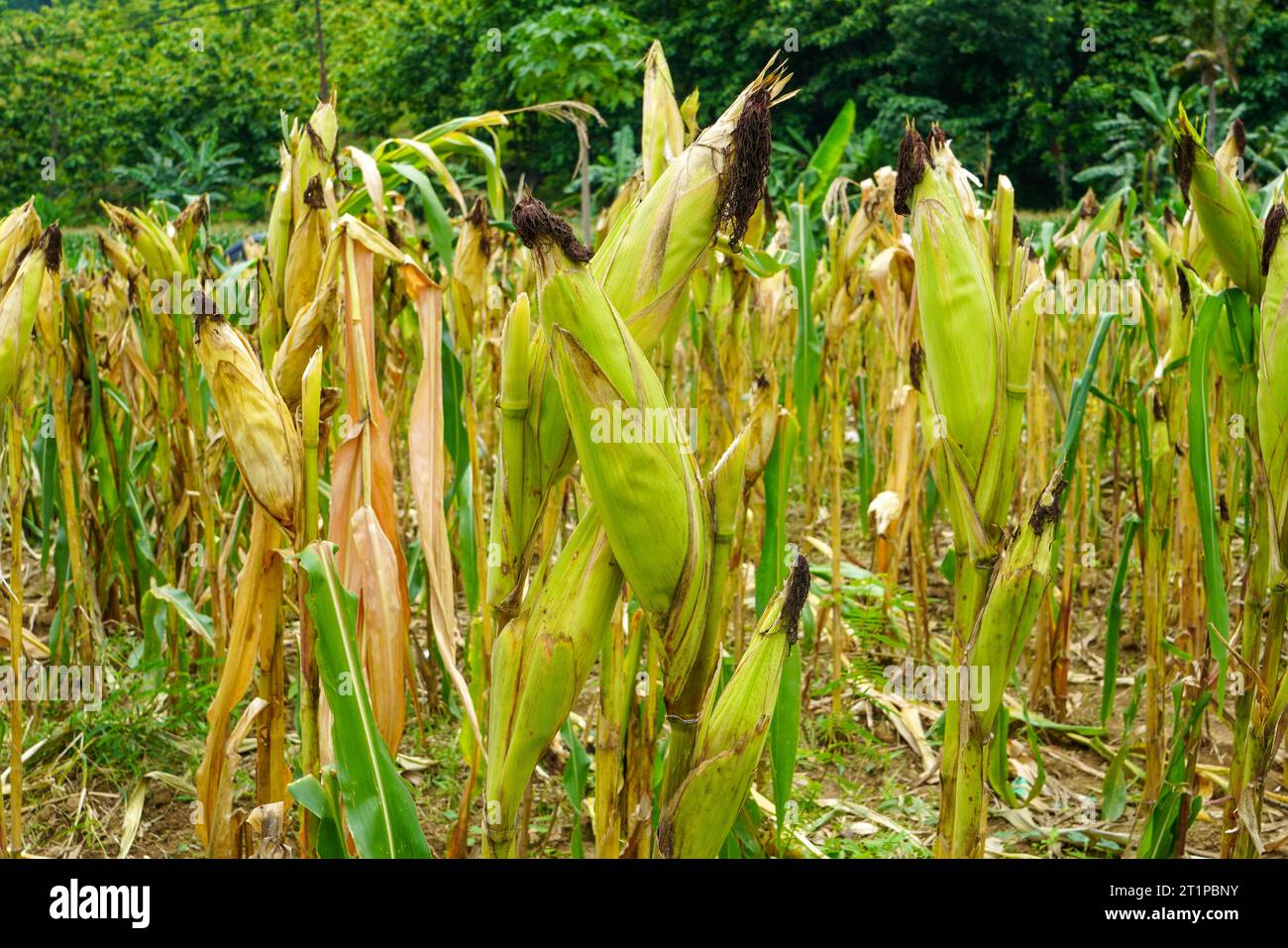 Corn is a tall annual cereal grass (Zea mays) that is widely grown for