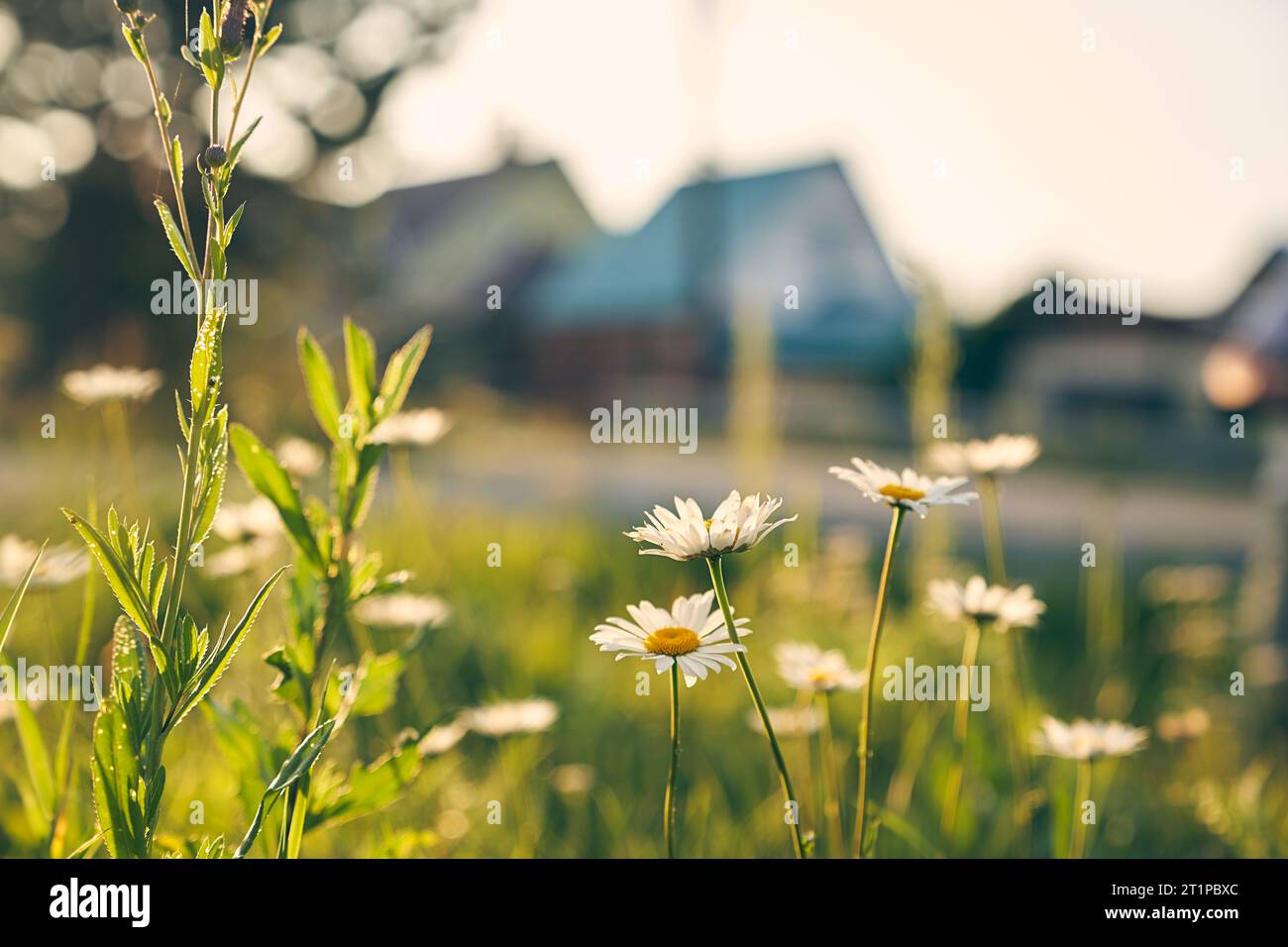 A beautiful picture of nature with a blooming chamomile. Chamomile on the background of houses. Chamomile spring floral sky landscape. The concept of country life. High quality photo Stock Photo
