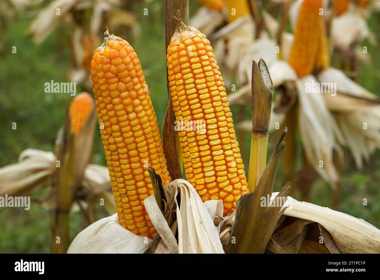 Corn is a tall annual cereal grass (Zea mays) that is widely grown for its large elongated ears of starchy seeds. The fruit of the sweet corn plant. Stock Photo