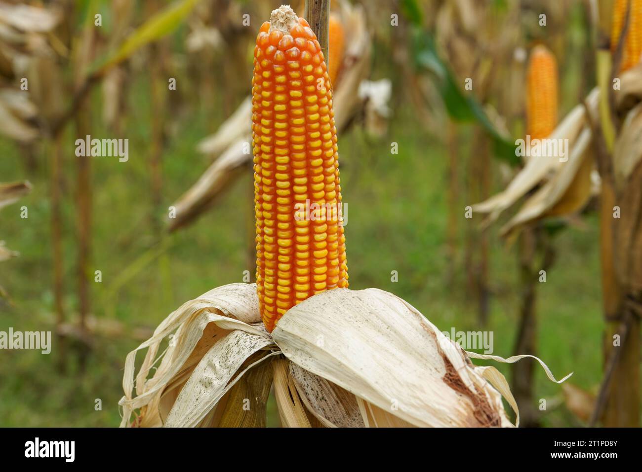 Corn is a tall annual cereal grass (Zea mays) that is widely grown for