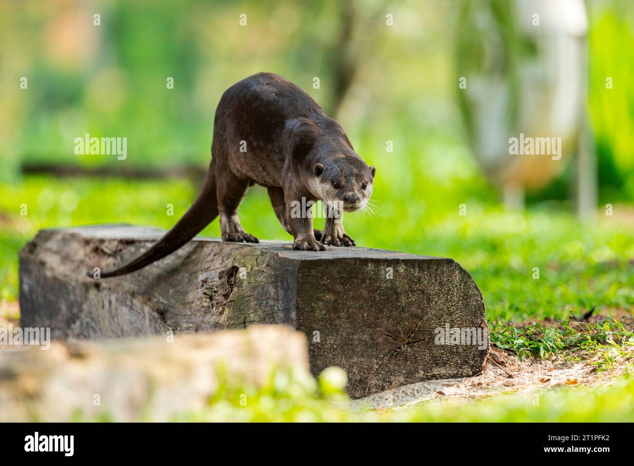 A smooth coated otter walks on a log in a riverside park's sandpit in urban Singapore Stock Photo