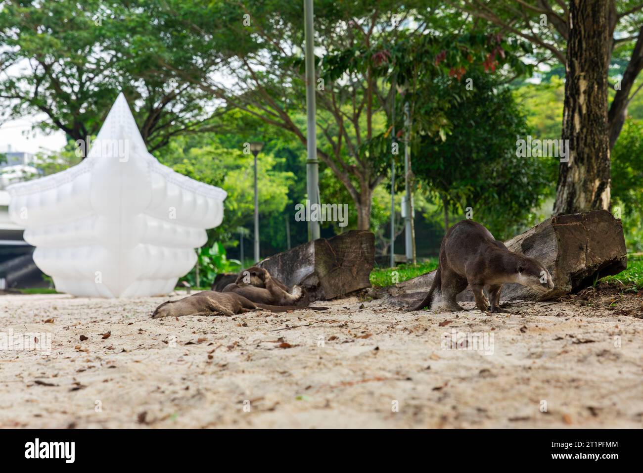 Family of four smooth coated otters rest on land in a riverside park's sandpit in urban Singapore Stock Photo