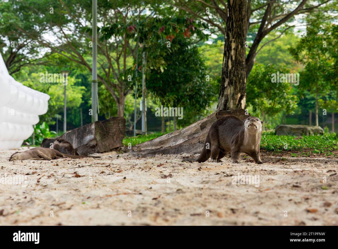 Family of four smooth coated otters rest on land in a riverside park's sandpit in urban Singapore Stock Photo