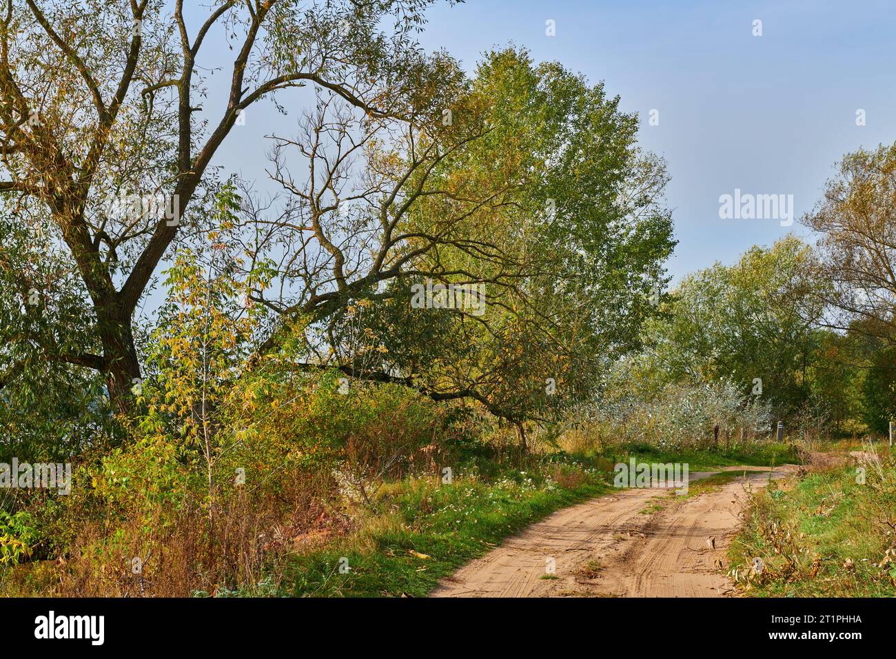 Exploring the serenity of this enchanting dirt road, surrounded by lush trees and vibrant grass. Stock Photo