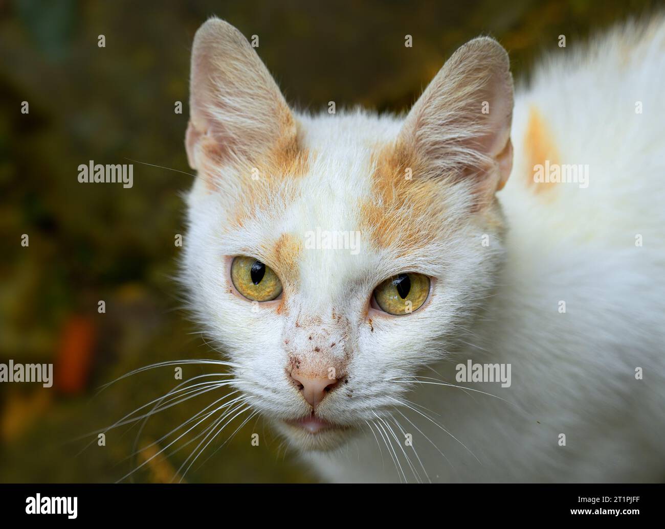 yelloe-eyed-cat-stock-photo-alamy