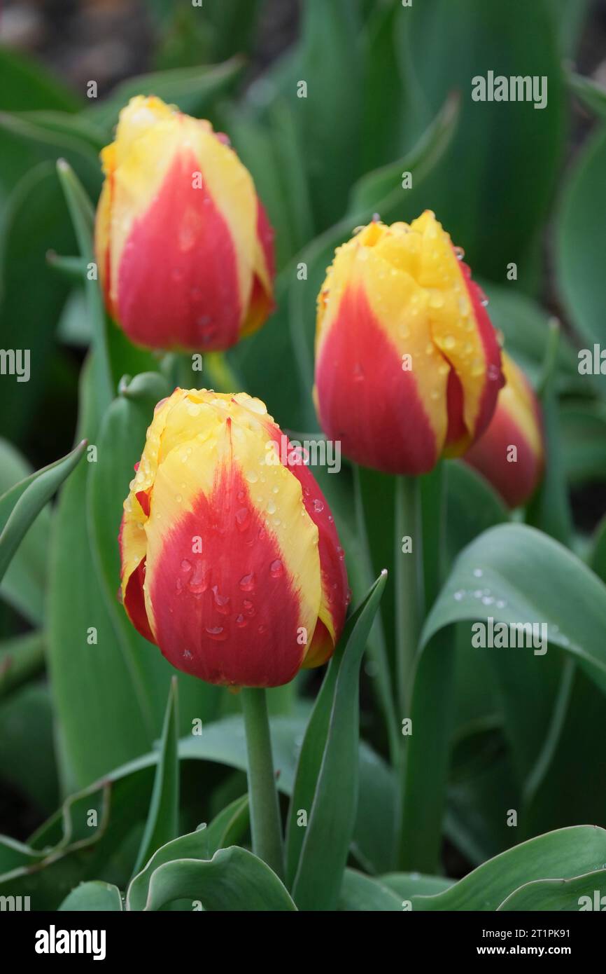 Tulipa Keizerskroon, Tulip Keizerskroon, tulip Emperor's Crown, single early tulip, crimson tepals with wide yellow edges Stock Photo