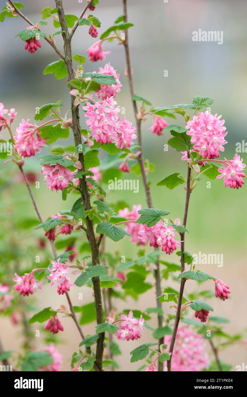 Ribes Sanguineum King Edward VII, racemes of dark pink tubular flowers in spring Stock Photo