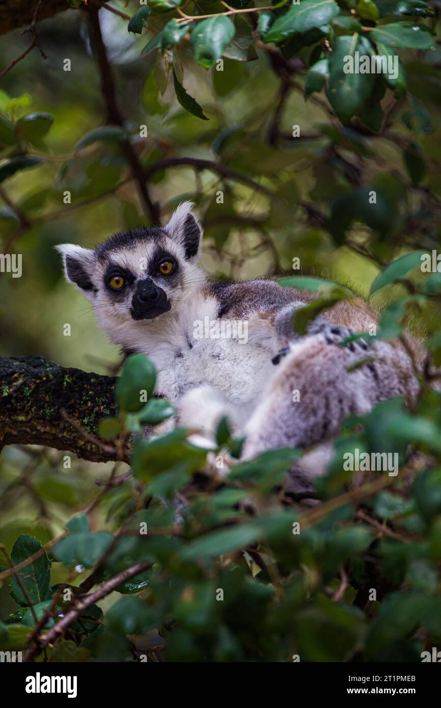 Lemur laying down hires stock photography and images Alamy