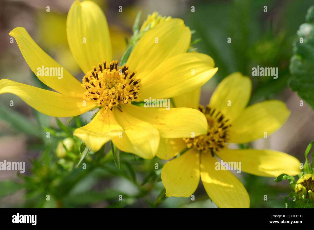 Two Bearded beggarticks flowers, Bidens aristosa, blooming on a summer morning in Texas. Stock Photo
