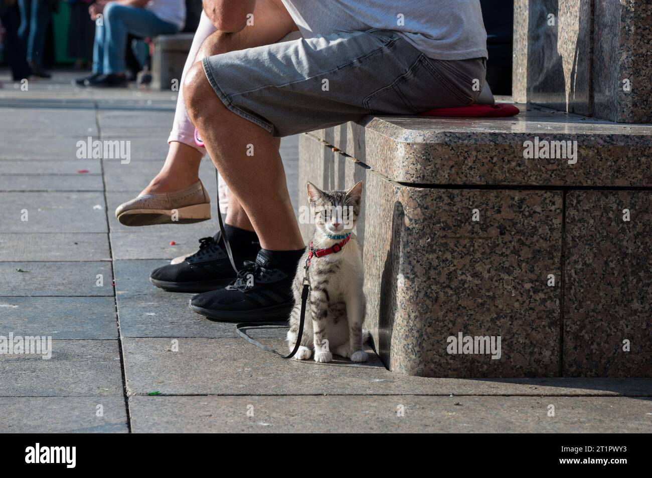 Zagreb, Croatia. 14th Oct, 2023. Cat on a leash seen in the city center, in Zagreb, Croatia, on October 14, 2023. Photo: Karlo Klasic/PIXSELL Credit: Pixsell/Alamy Live News Stock Photo