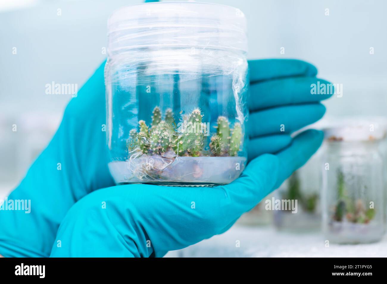 Plant Tissue Culture for Agricultural Research Stock Photo Alamy
