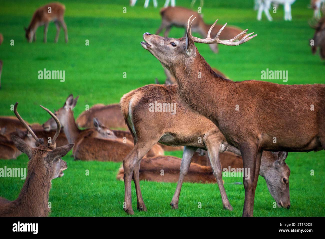 Red deer stag bellowing during the rut surrounded by hinds. Stock Photo