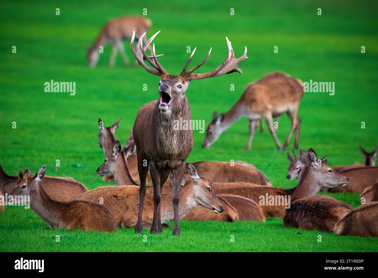 Red deer stag bellowing during the rut surrounded by hinds. Stock Photo