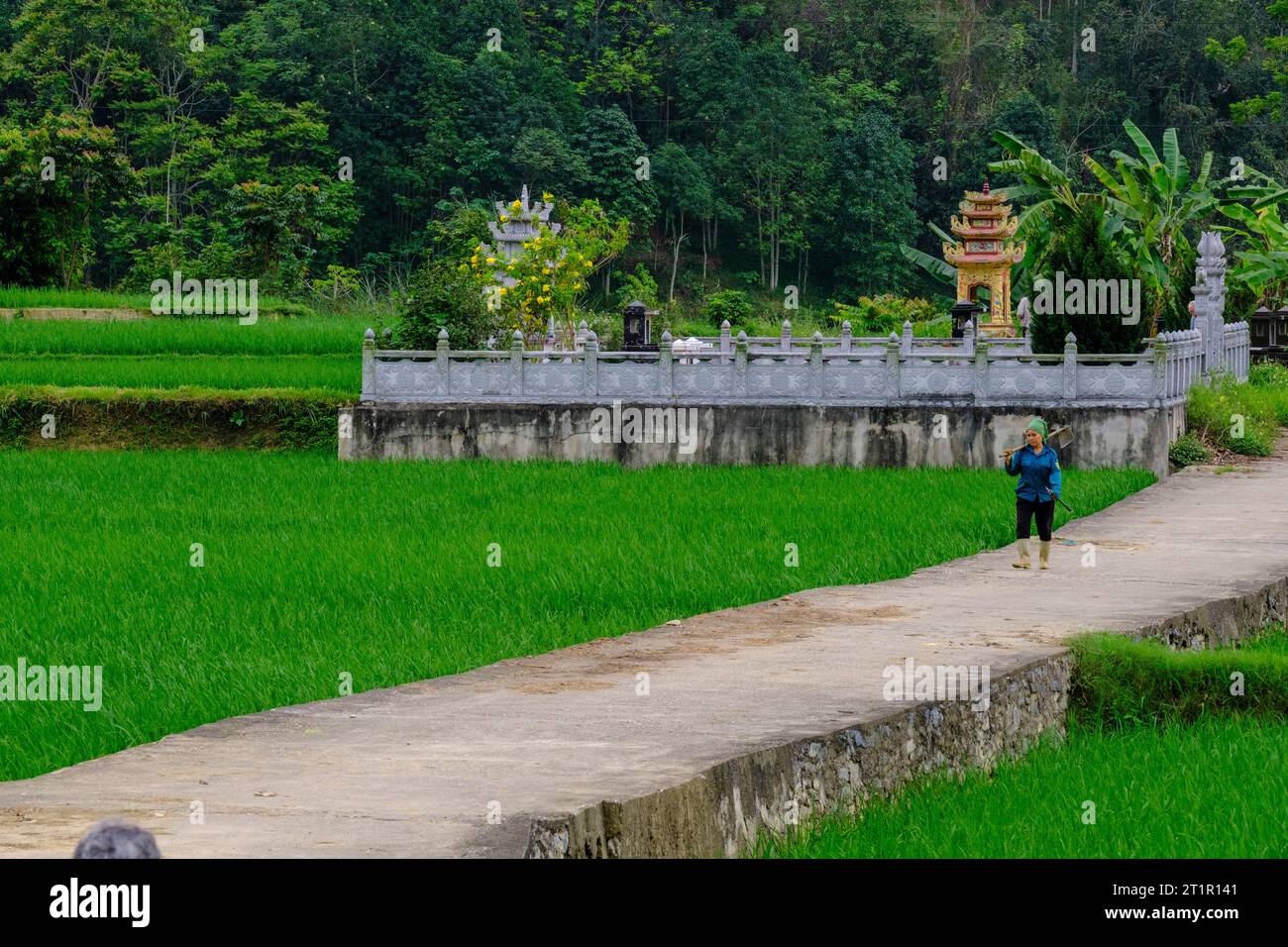 Vietnam, Lao Cai Province. Woman Walking Past Cemetery en route to Working in Surrounding Rice Paddy. Stock Photo