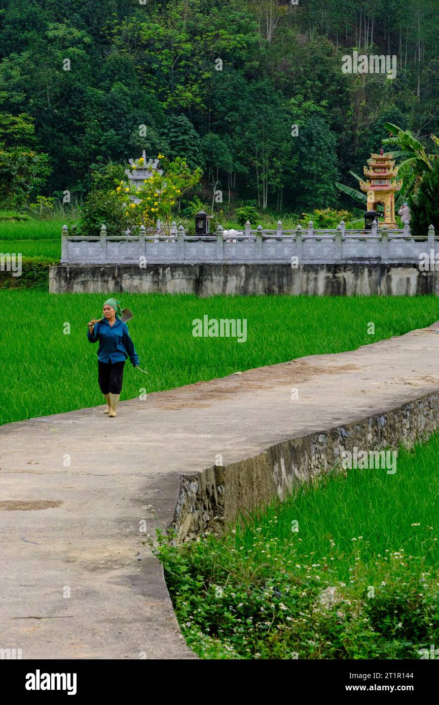 Vietnam, Lao Cai Province. Woman Walking Past Cemetery en route to Working in Surrounding Rice Paddy. Stock Photo