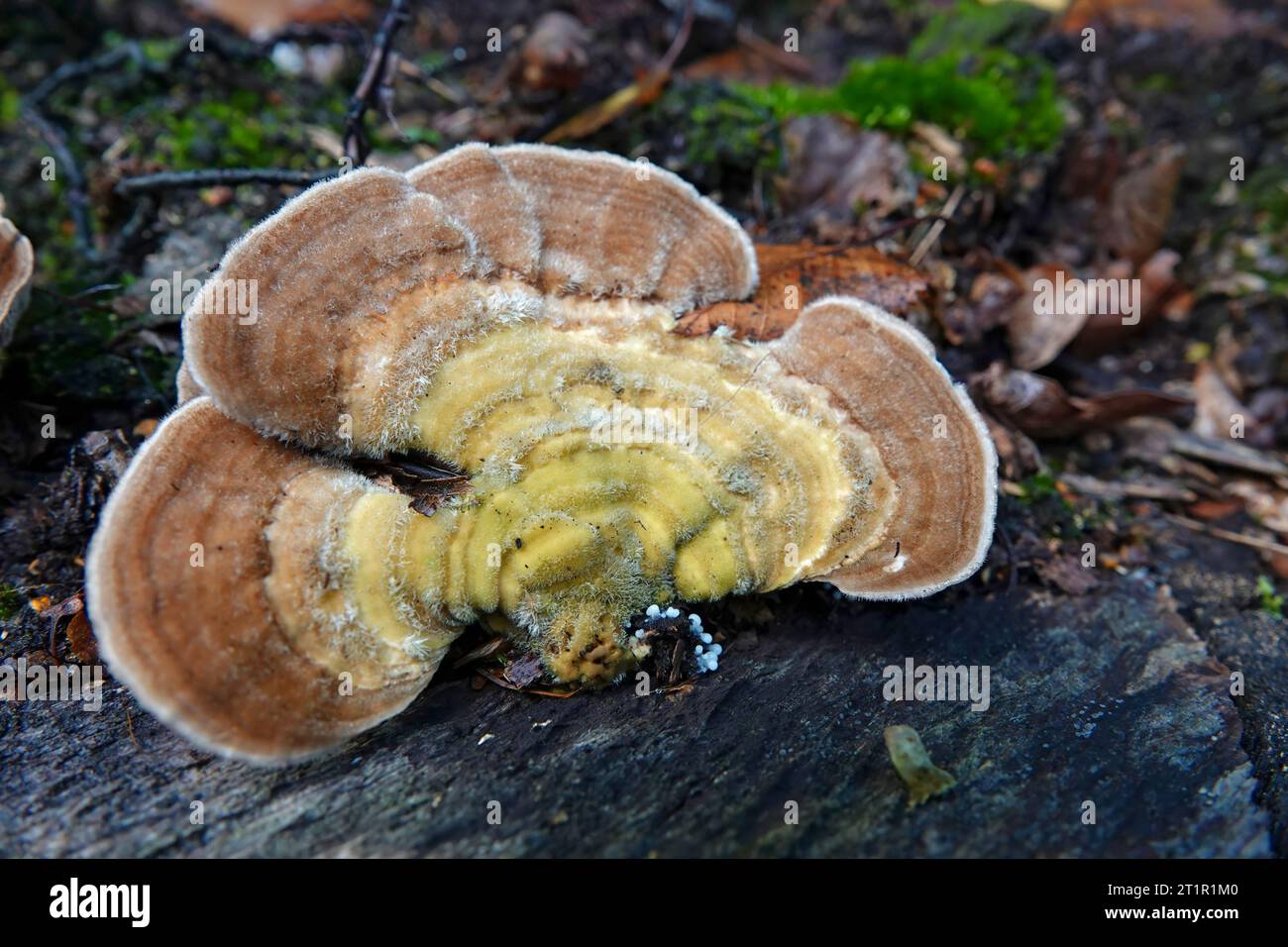 Natural closeup on a lightbrown colored gilled polypore or birch mazegill mushroom, Lenzites betulinus Stock Photo