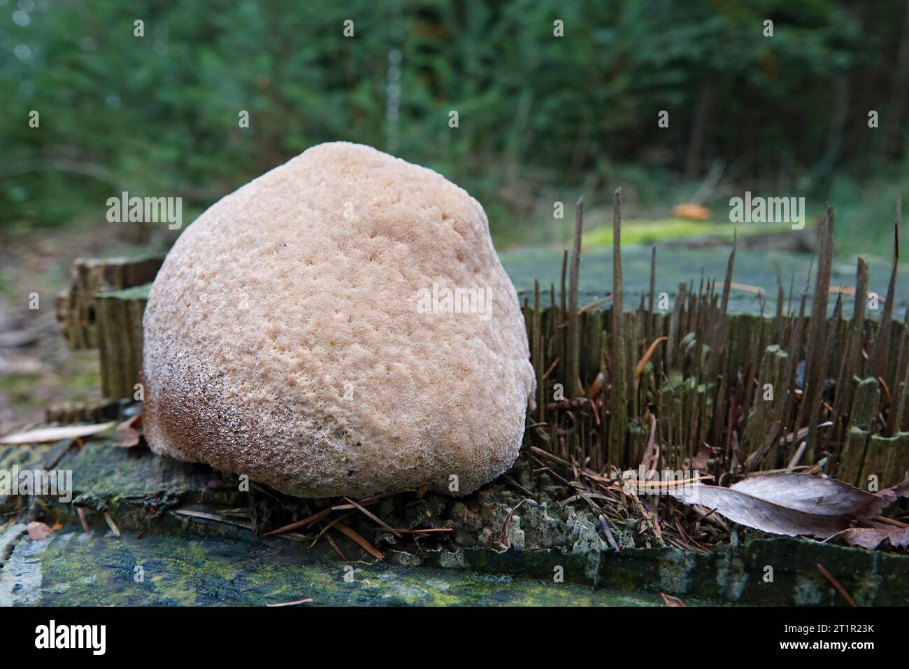 Natural closeup on a light cream colored powderpuff bracket mushroom, Postia ptychogaster, growing on a tree-stumb Stock Photo