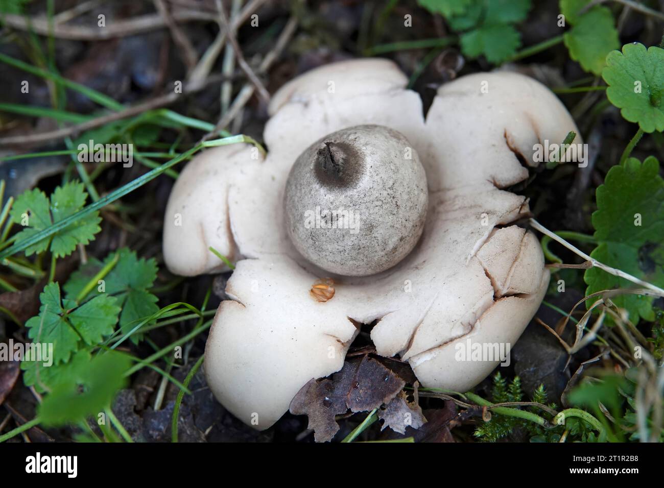 Natural closeup on the odd shaped collared,, saucered or triple earthstar mushroom, Geastrum triplex, growing on the forest floor Stock Photo