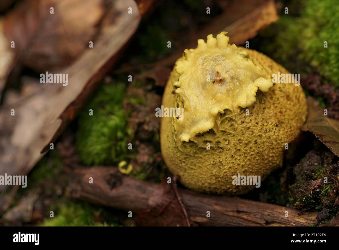 Natural closeup on the common earthball or pigskin poison puffball mushroom, Scleroderma citrinum on the forest floor Stock Photo