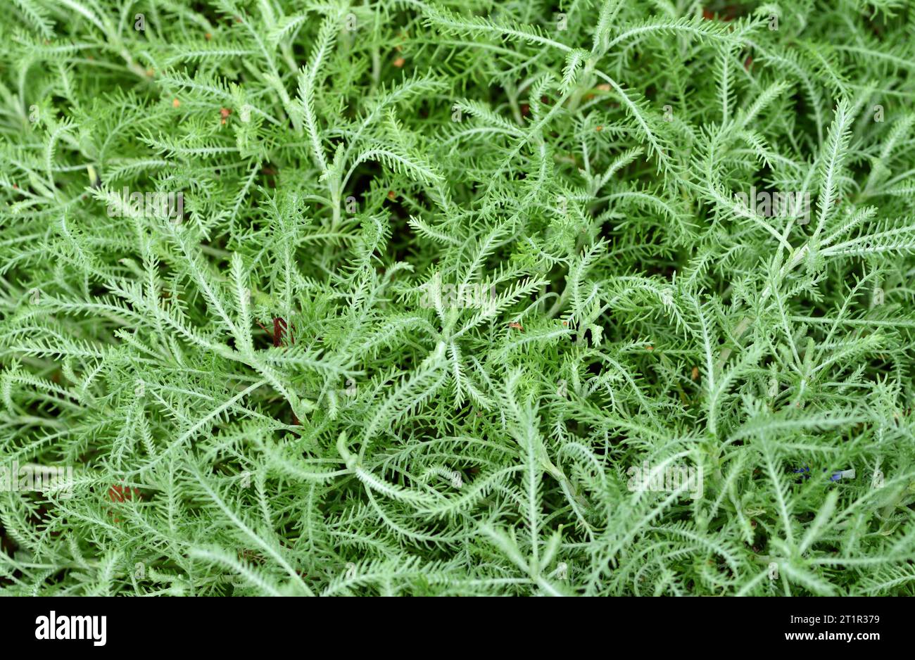 A mat of Santolina pinnata Edward Bowles. Stock Photo