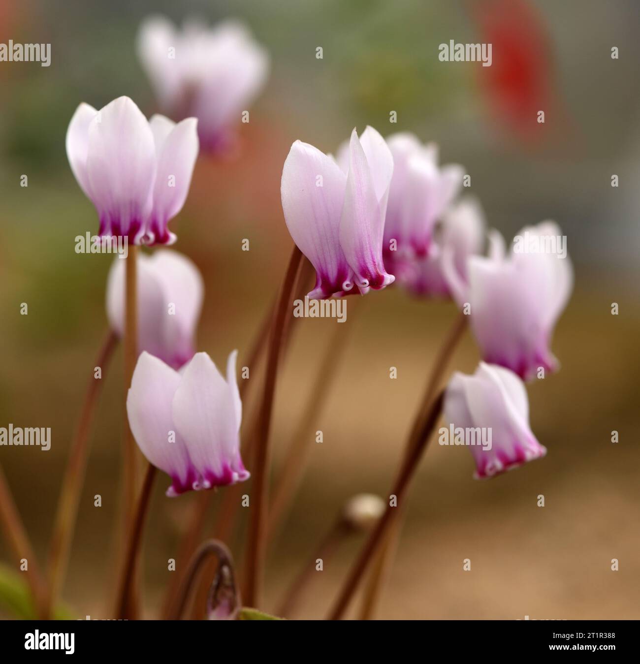 Cluster of delicate hi-res stock photography and images - Alamy