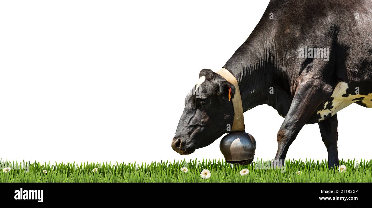 Close-up of a black dairy cow with cowbell on a green pasture, green ...