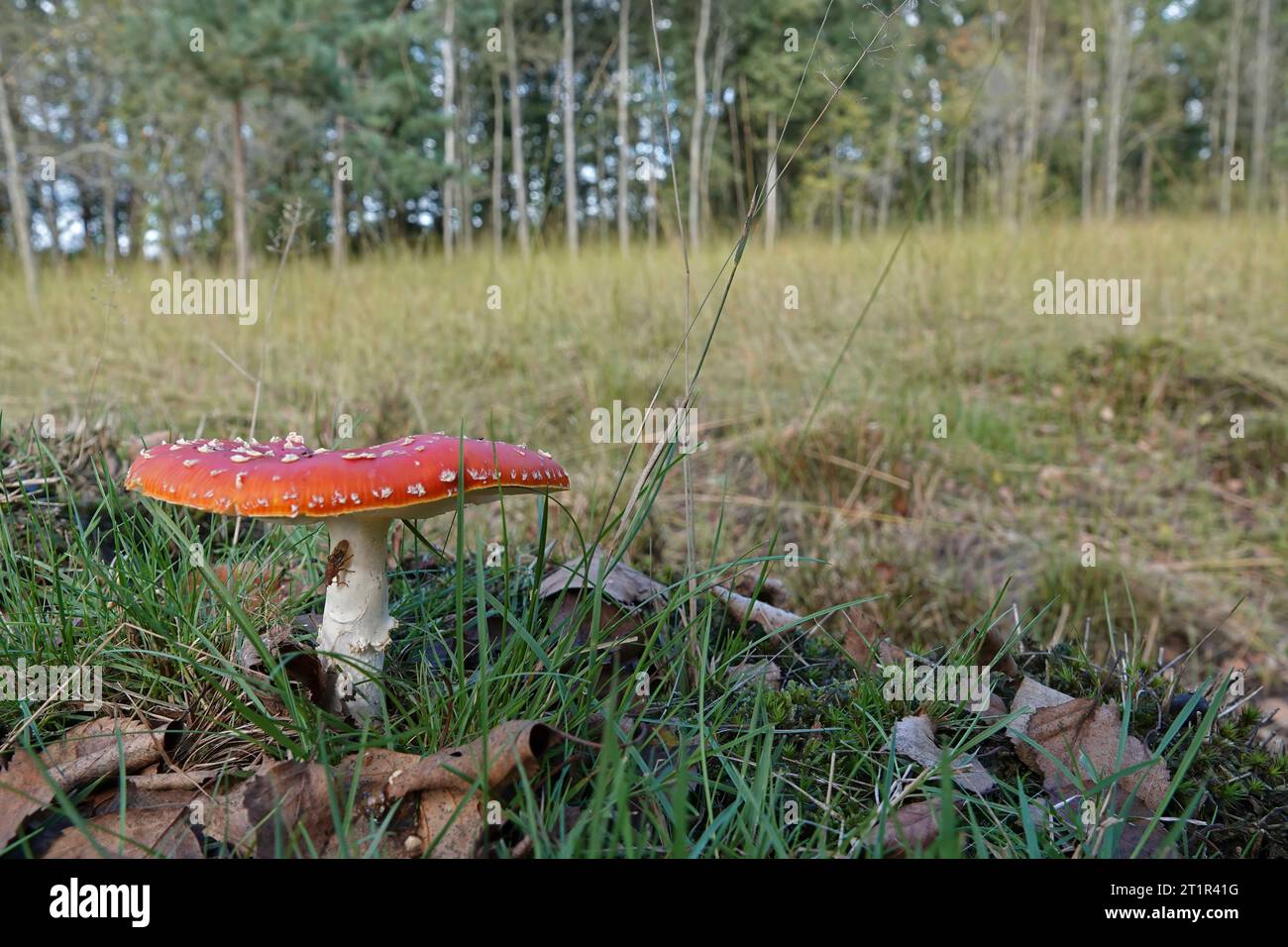 Natural low angle closeup on the colorful red and highly toxic Fly agaric, Amanita muscaria in a meadow Stock Photo
