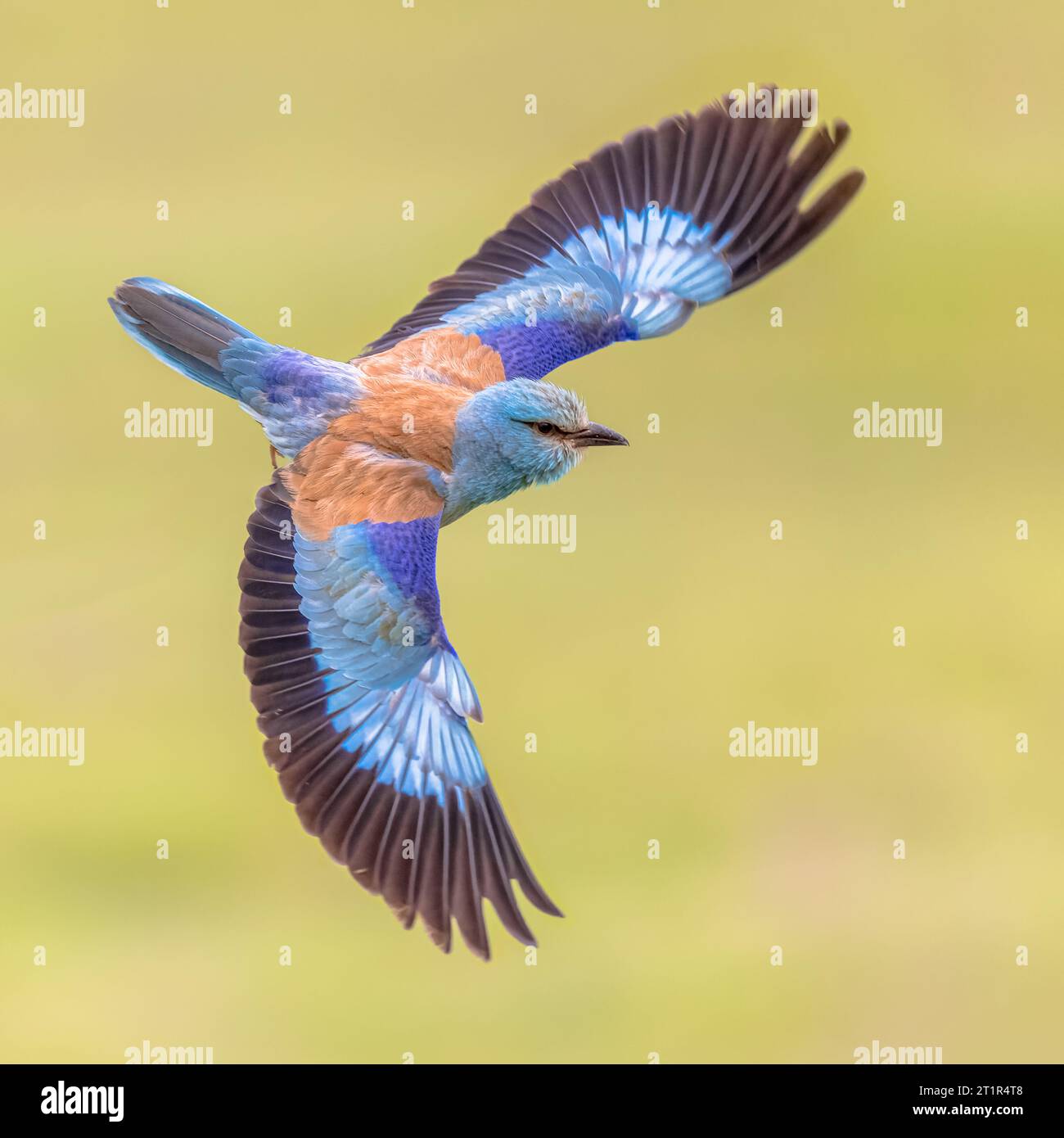European roller (Coracias garrulus) flying against bright background. This Migratory Bird Breeds in Southern Europe. Hungary. Wildlife Scene of Nature Stock Photo