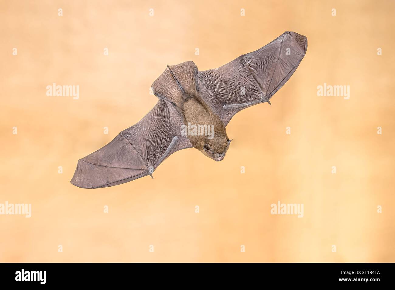 Flying Common Pipistrelle Bat (Pipistrellus pipistrellus) is a small pipistrelle microbat whose very large range extends across most of Europe, North Stock Photo