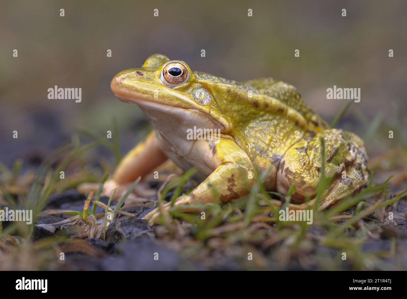 Pool Frog (Pelophylax lessonae) is a European frog in the family Ranidae. Reasons for declining populations are air pollution leading to over-nitrific Stock Photo