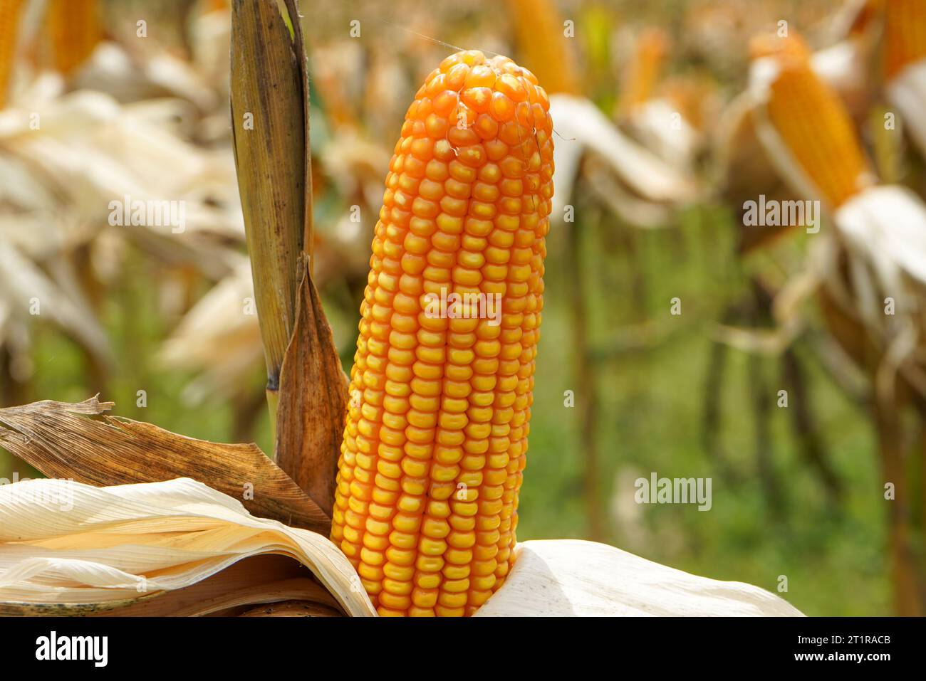 Corn is a tall annual cereal grass (Zea mays) that is widely grown for