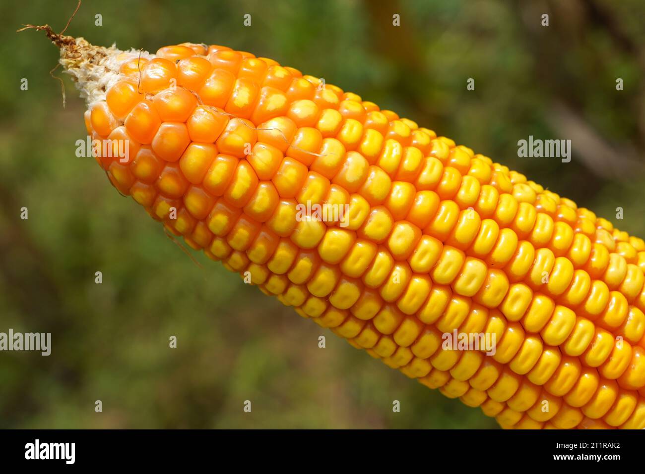 Corn is a tall annual cereal grass (Zea mays) that is widely grown for