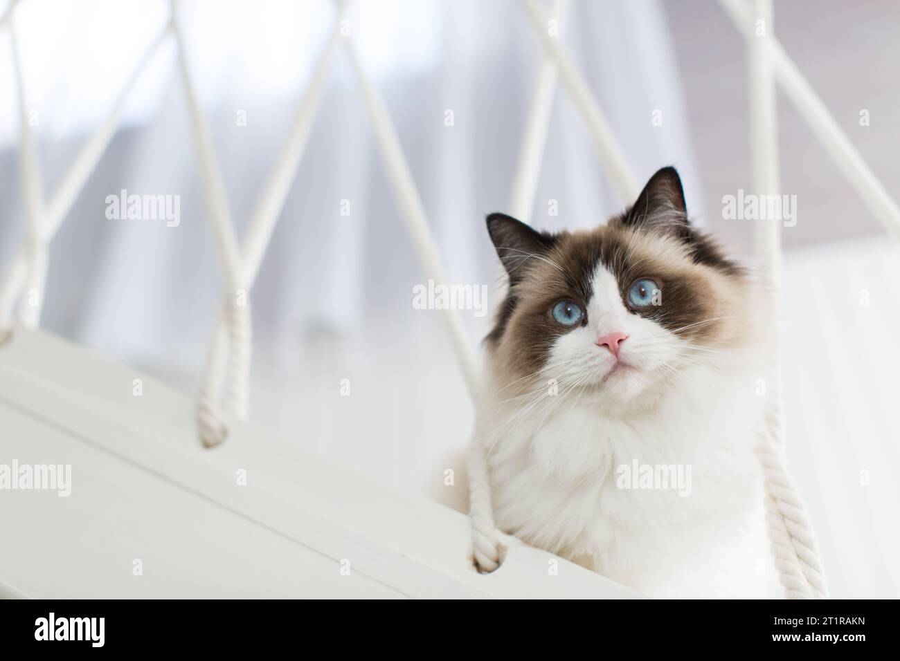 Beautiful young white purebred Ragdoll cat with blue eyes, at home ...