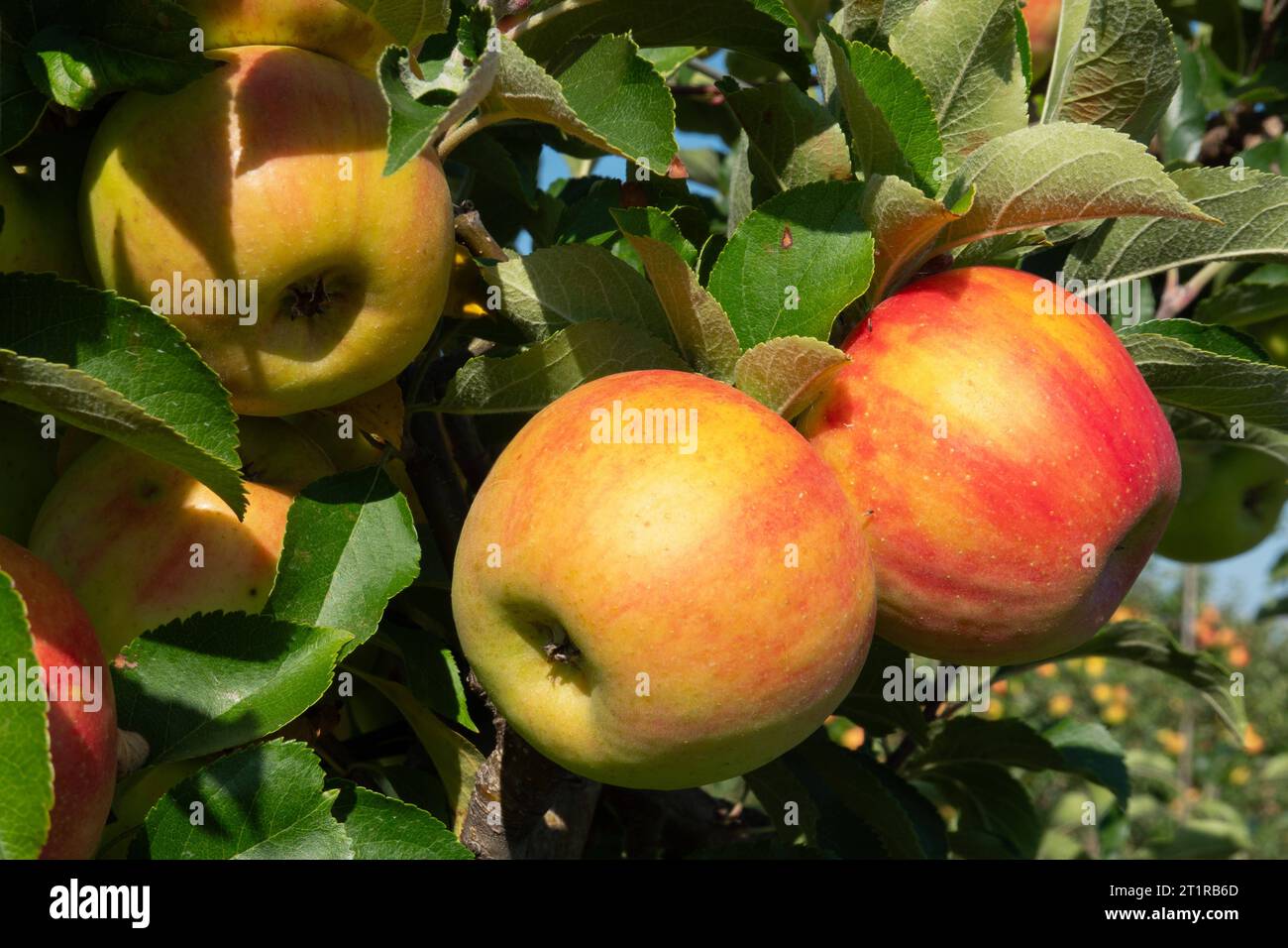 Apfel am baum hires stock photography and images Alamy