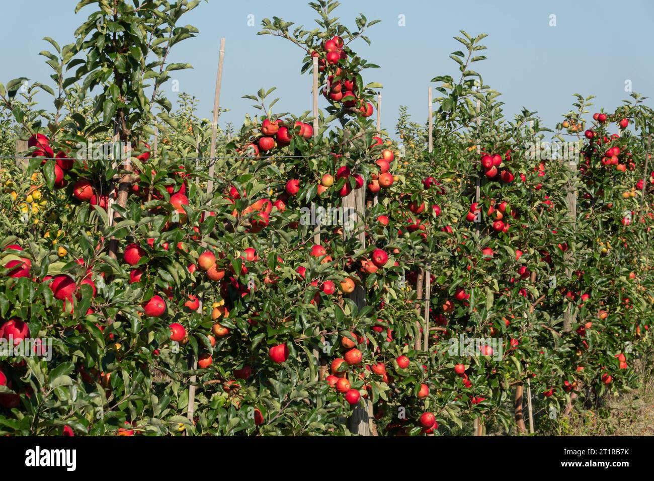 Aepfel haengen an einem Baum auf einer Apfelplantage zum Selbstpfluecken am 10.09.2023 in der ...