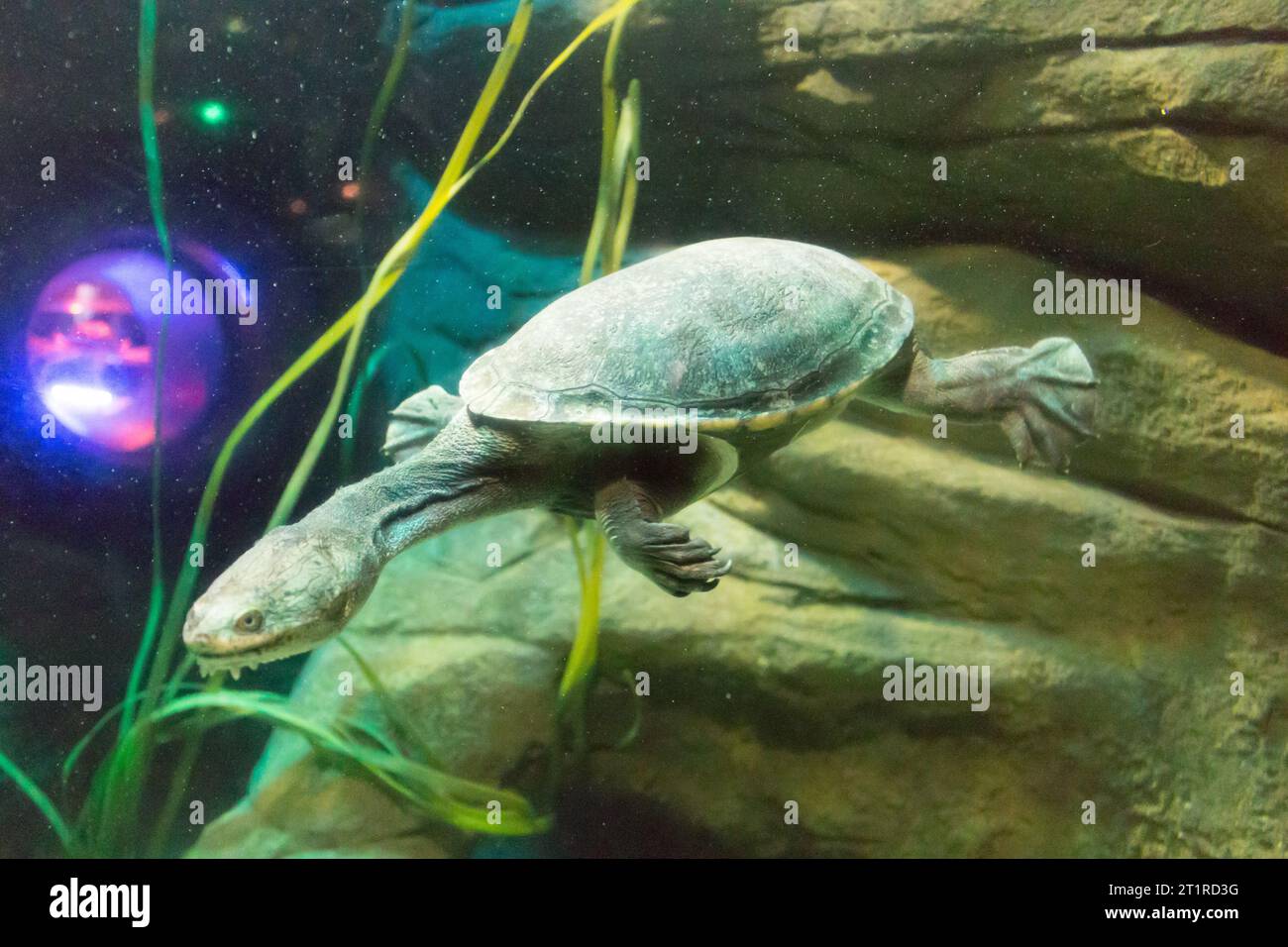 Snake neck turtle, critically endangered turtle from Indonesia Stock ...