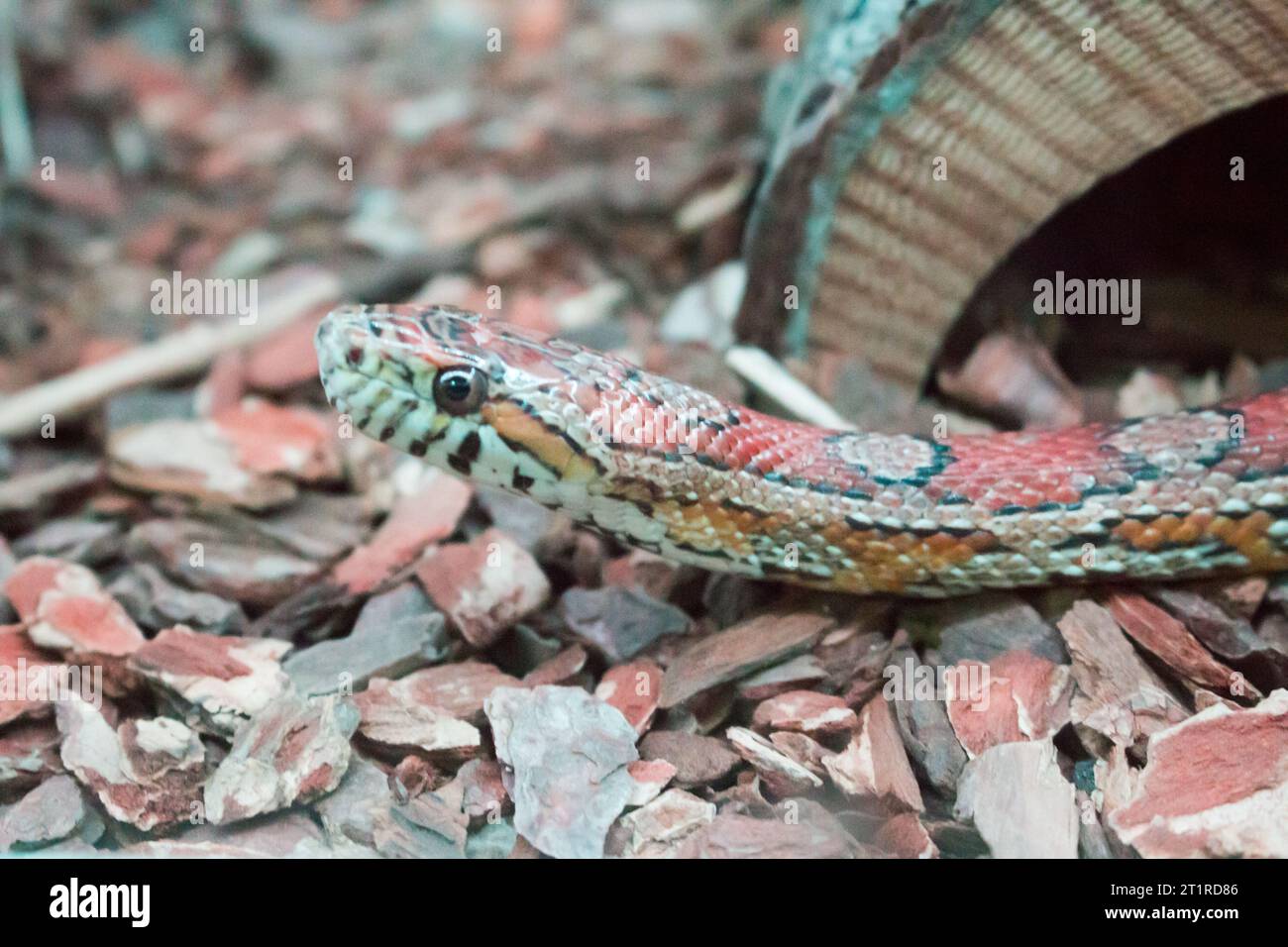Corn snake (Pantherophis guttatus), a North American species of rat snake. Stock Photo