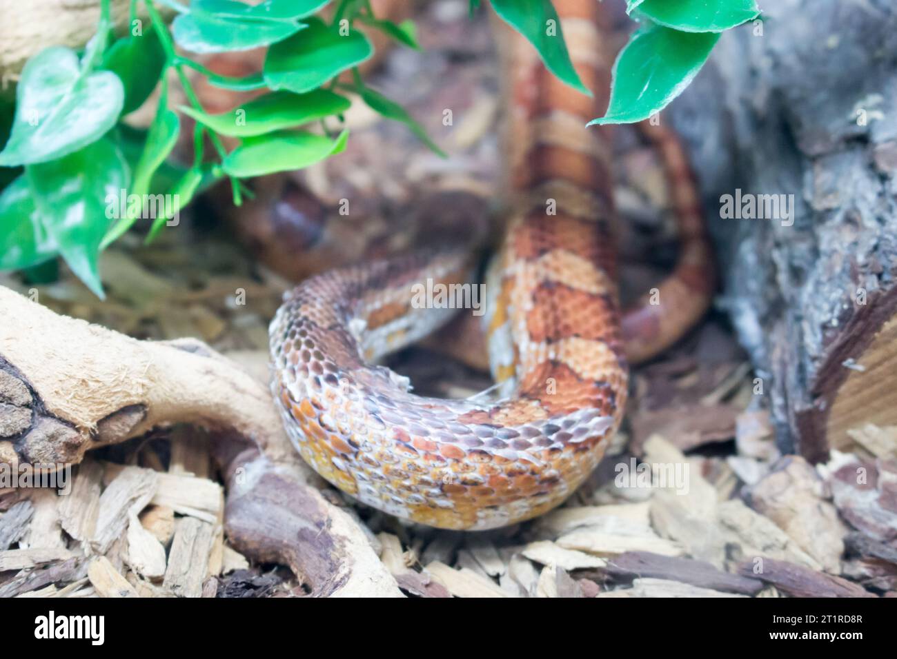 Corn snake (Pantherophis guttatus), a North American species of rat snake. Stock Photo