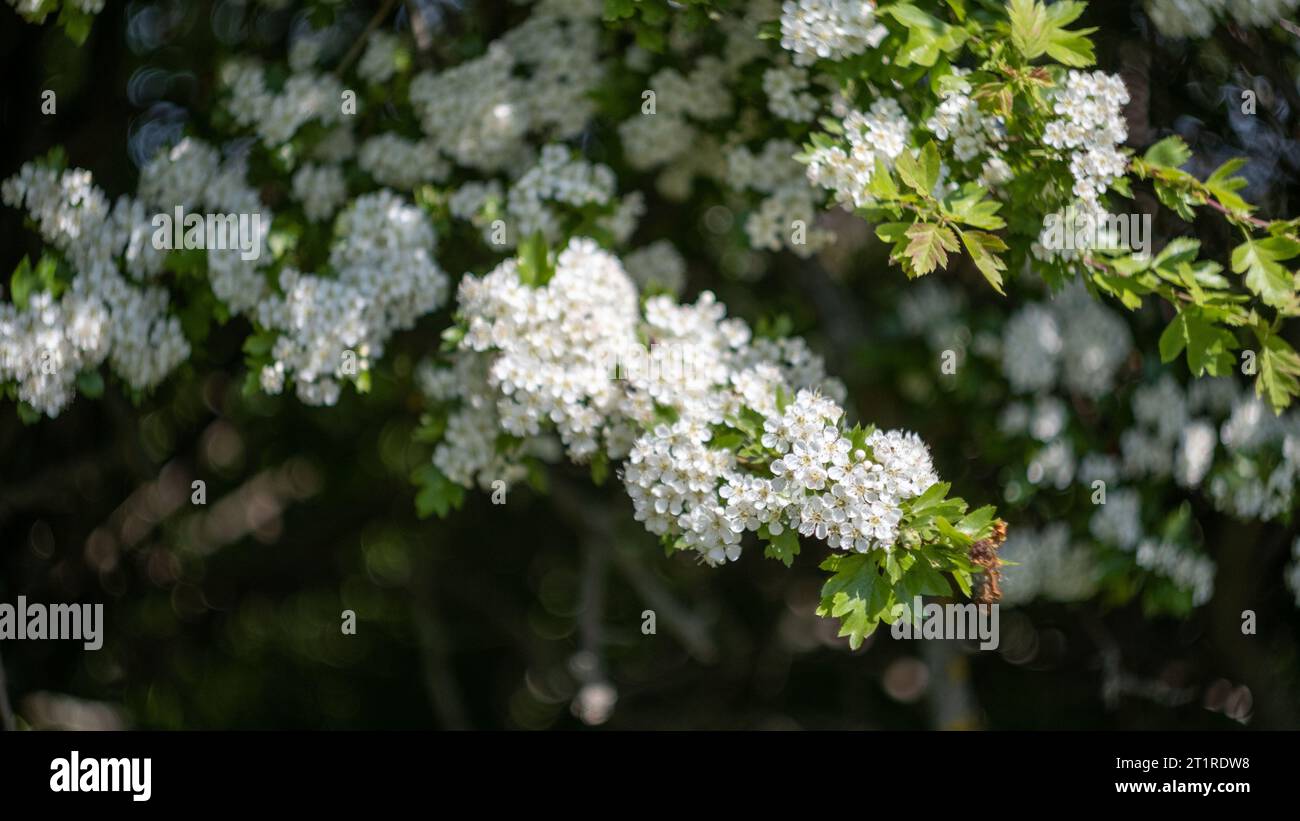 flowers blooming in the forest Stock Photo - Alamy