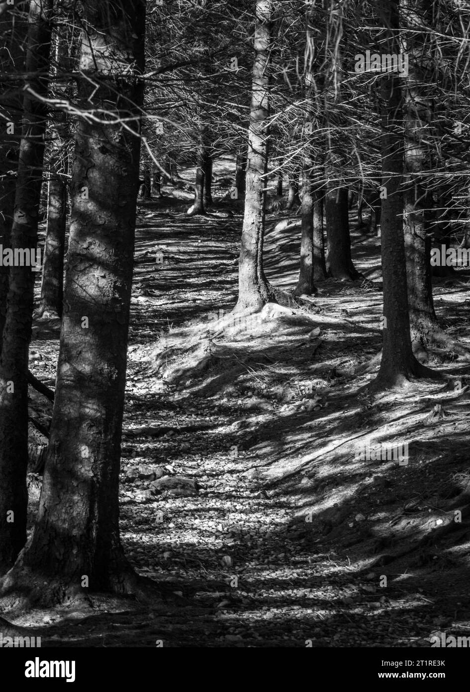 Sunlit tree in wood Black and White Stock Photos & Images - Alamy